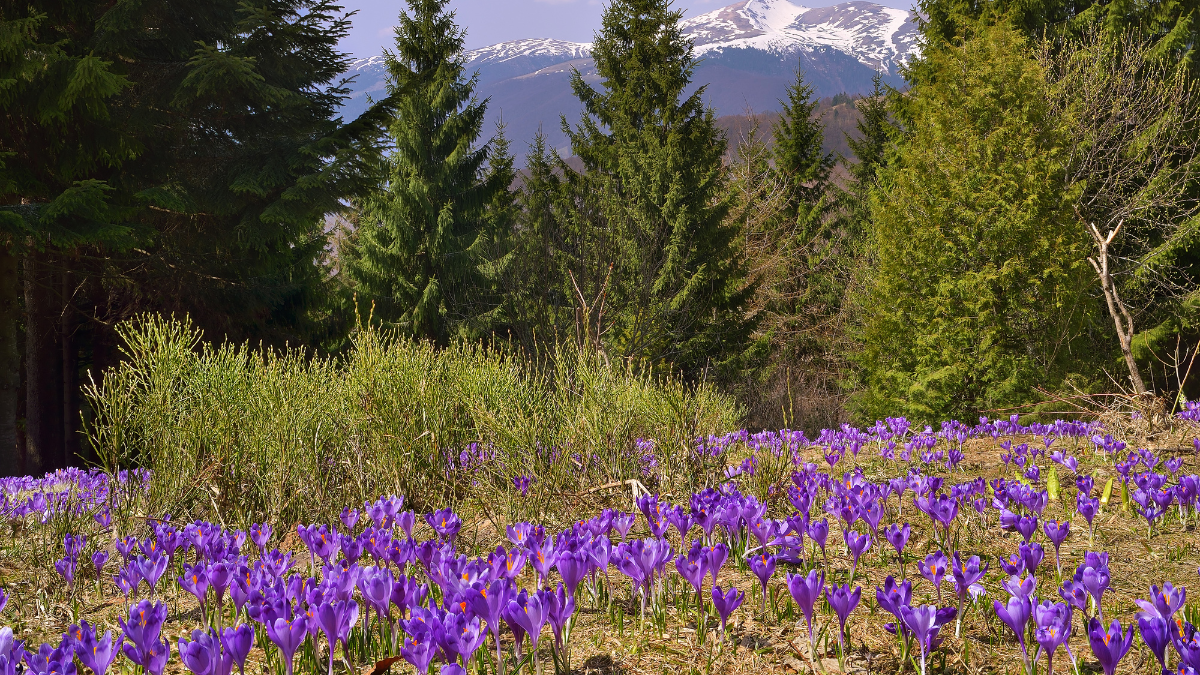 Wildflowers: What to Spot on Spring Trails?