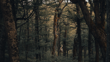 The Most Beautiful Forests Around the World to Explore