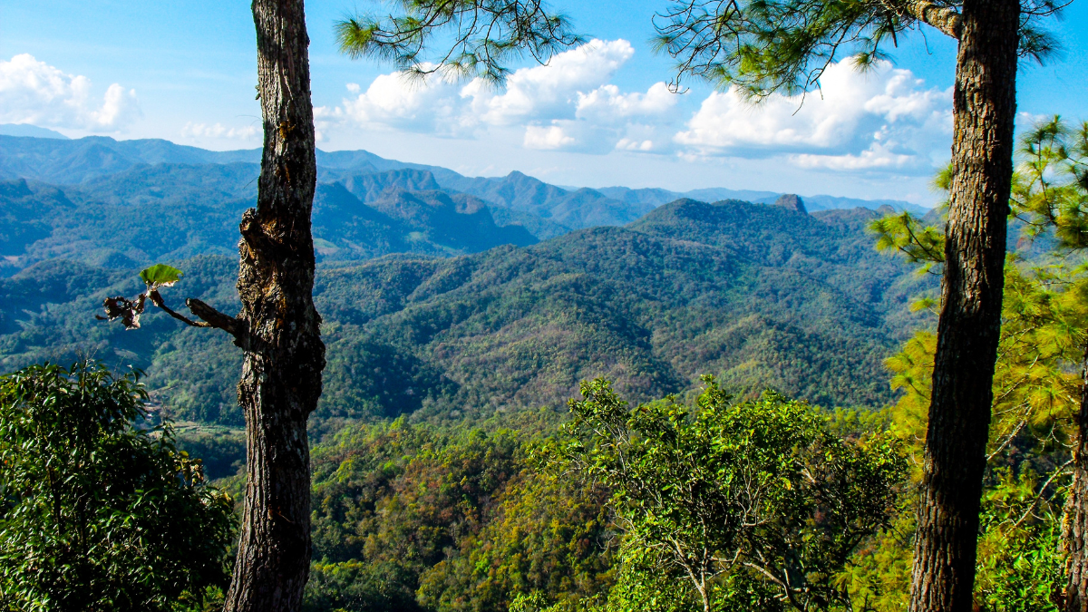 Camping Knot Tutorials
