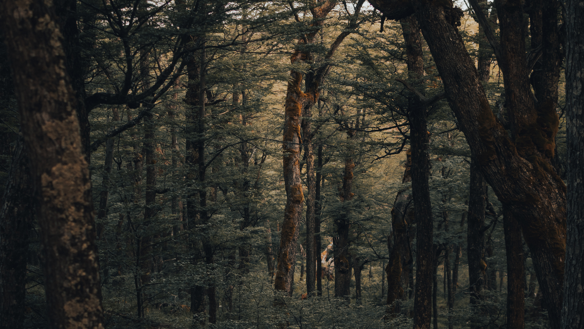 The Most Beautiful Forests Around the World to Explore